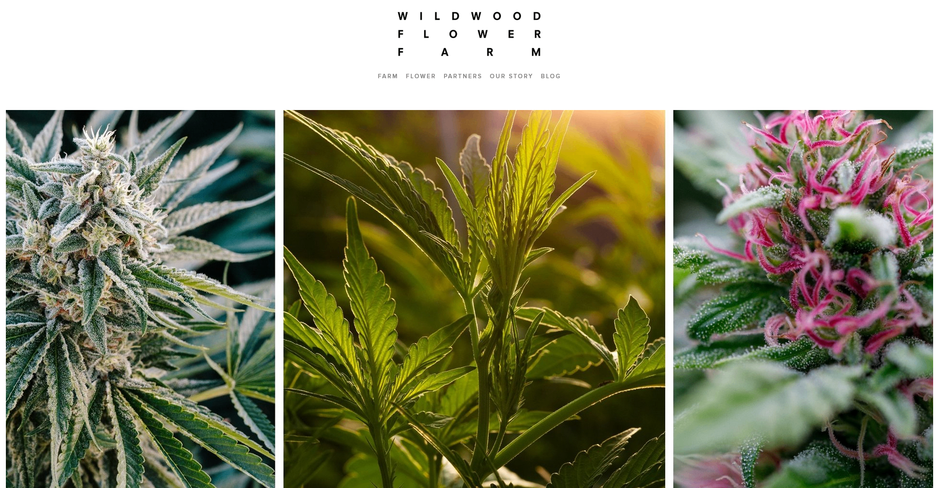 Original Wildwood Flower Farm website with plant-forward photography